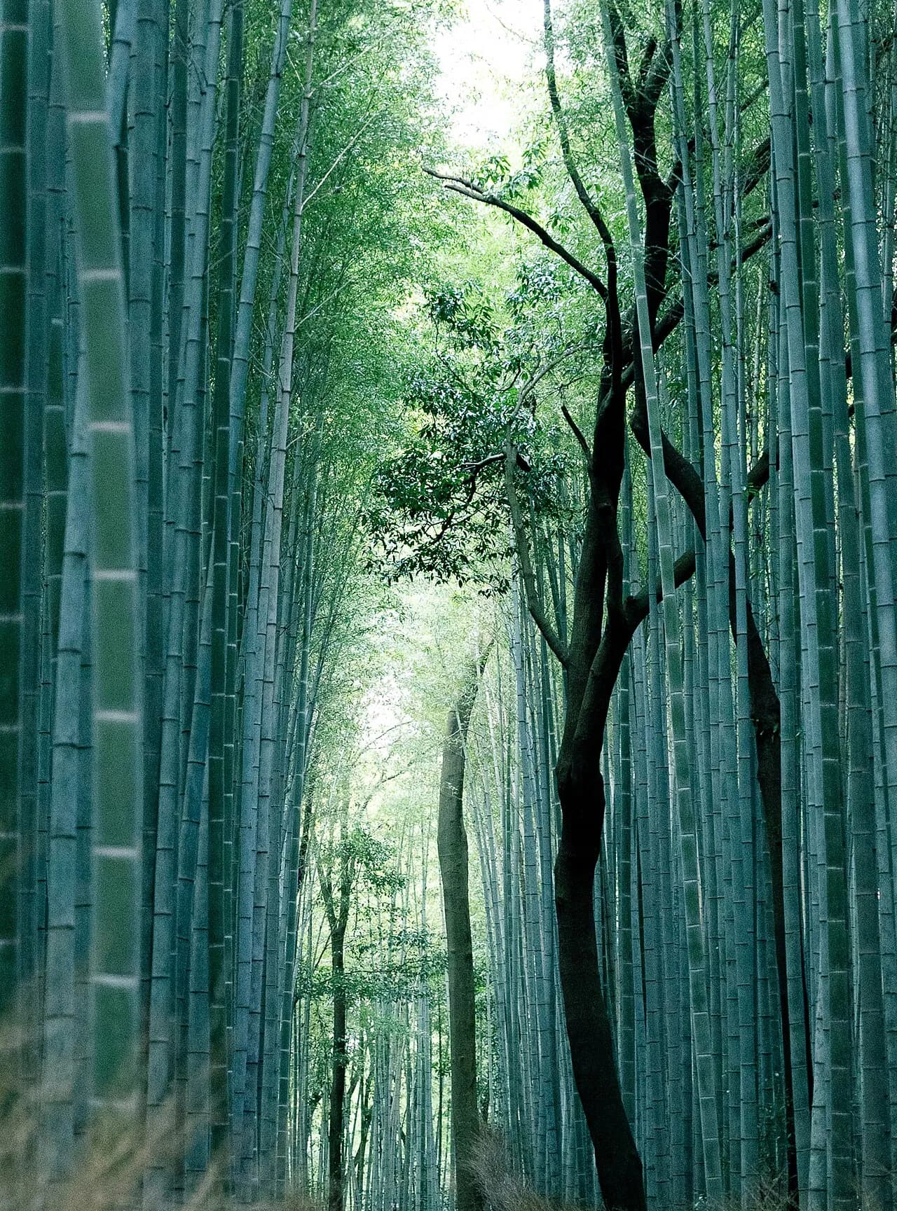 竹林の小径