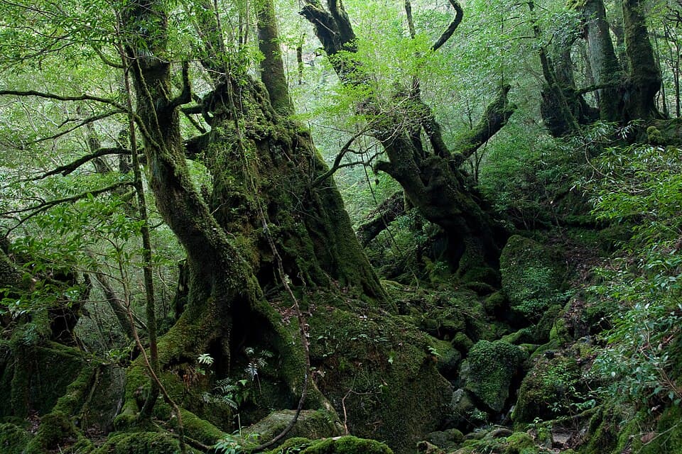 屋久島